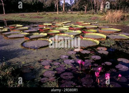 The largest Leaves of the waterlily (Victoria amazonica) botanical gardens in Shibpur, Kolkata or Calcutta, West Bengal, India, Asia Stock Photo