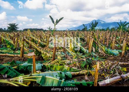 Banana plantation trees fields destroyed damaged by storm whirlwind at Sirumugai, Tamil Nadu, South India, India, Asia Stock Photo