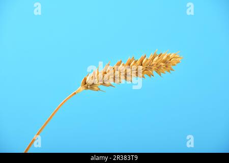 One wheat ripe ear spike under clear blue sky Stock Photo