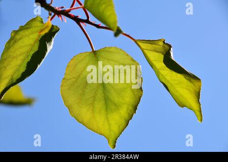 Shiny vivid translucent apricot tree leaves on bright blue sky background, landscape, different take Stock Photo