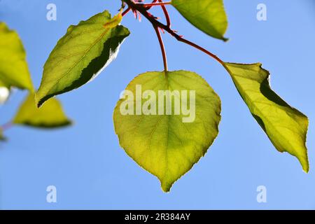 Shiny vivid translucent apricot tree leaves on bright blue sky background, landscape, different take Stock Photo