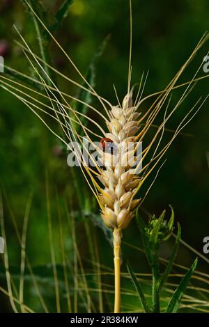 Ladybug on mature wheat ear close up in green background Stock Photo