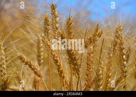 Field of ripe mature wheat ears under blue sky Stock Photo - Alamy