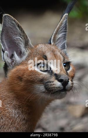 Close up portrait of baby caracal kitten Stock Photo