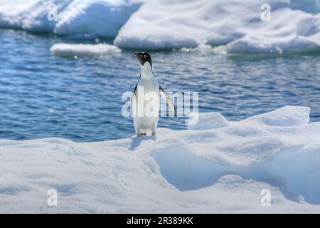 Adélie penguins on the iceberg in Antarctica Stock Photo