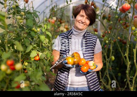 Older woman happily harvesting tomatoes in greenhouse Stock Photo - Alamy