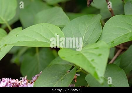 The common lilac, Syringa vulgaris. Close up image of leaves Stock Photo
