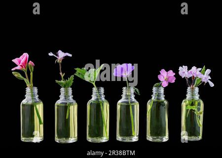 Various healing flowers in small oil bottles Stock Photo
