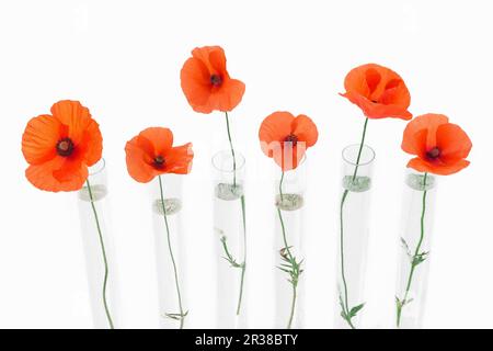 A row of red poppies in glass test tubes Stock Photo