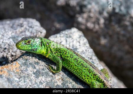 male sand lizard, lacerta agilis sitting on a rock Stock Photo