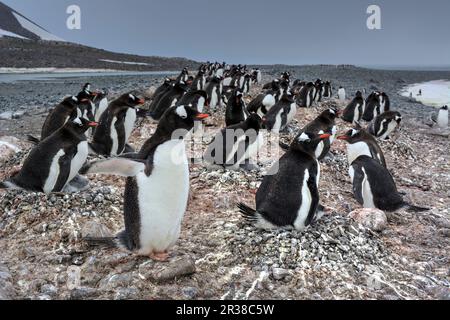 Gentoo penguin colonies during breeding season in Antarctica Stock Photo