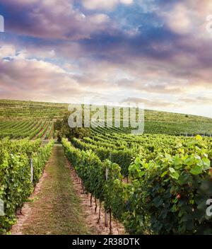 Beautiful vineyard sunset Stock Photo