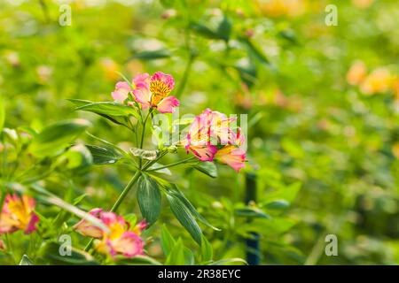 Field with pink alstroemeria flowers i Stock Photo