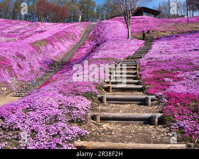 Higashimokoto Shibazakura Park, Hokkaido, Japan Stock Photo