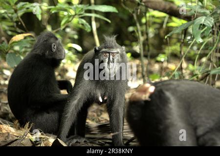 A Sulawesi black-crested macaque (Macaca nigra) female individual stares at camera in Tangkoko Nature Reserve, North Sulawesi, Indonesia. Climate change impact on the endemic species can be seen on changing behavior and food availability, that influence their survival rate. 'Like humans, primates overheat and become dehydrated with continued physical activity in extremely hot weather,' according to a scientist, Brogan M. Stewart, in his report published in 2021 on The Conversation. Stock Photo