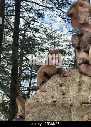 Monkey sitting on a fence with her baby near a steep hill in Shimla India. Shimla monkey. Himalayan Monkey Stock Photo
