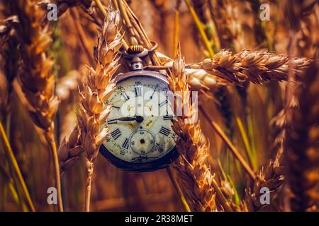 Antique pocket watch in wheat field Stock Photo