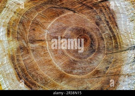 Cross-section of a tree trunk Stock Photo