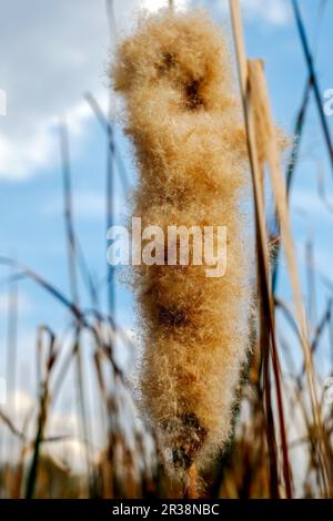 Fluffy cattail close up Stock Photo
