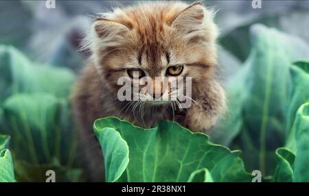 A little cute kitten playing in the green grass Stock Photo