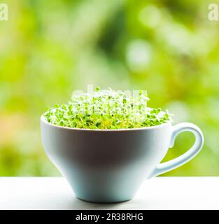 Organic micro greens in a ceramic blue cup Stock Photo