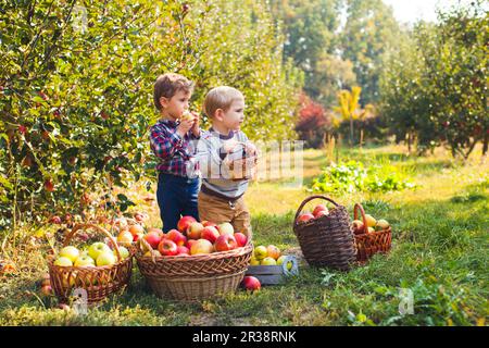 Two cute kids picking apples in a garden Stock Photo