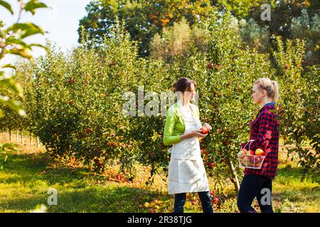 Two adorable women among apple trees at the farm Stock Photo