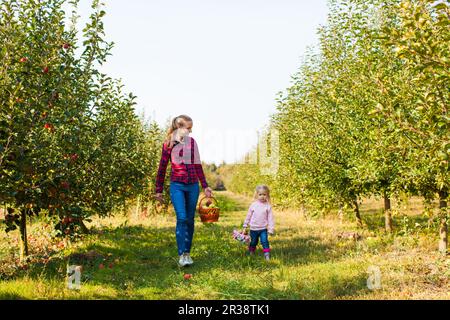 Mother with girl pick apples in the basket Stock Photo