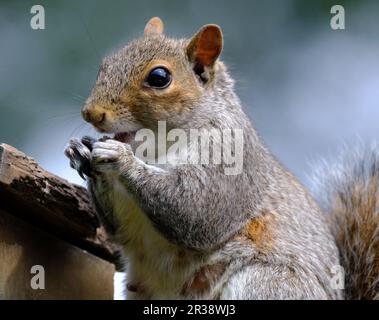 The eastern gray squirrel, also known, particularly outside of North America, as simply the grey squirrel, is a tree squirrel in the genus Sciurus. Stock Photo
