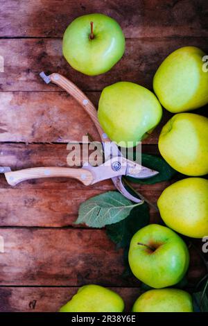 Fresh green apples on a wooden surface next to a pair of garden shears Stock Photo