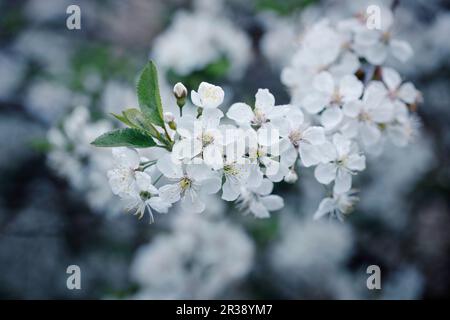 A sour cherry tree in bloom (prunus cerasus) Stock Photo