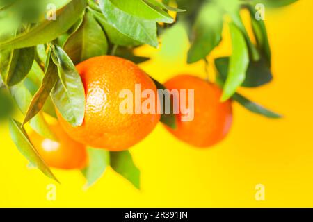 Oranges on a branch. Citrus fruits growing on tree. Isolated on a white Stock Photo