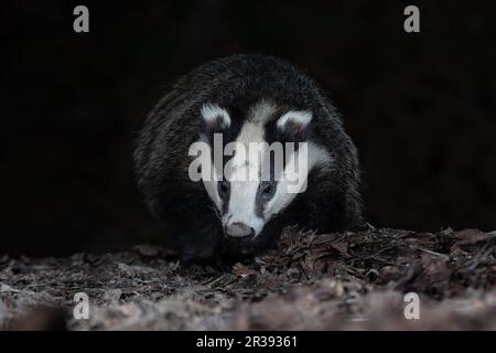 Taken from ground level, the image shows a badger close head on as it forages among the leaves at night. It has a dark plain background ideal for text Stock Photo