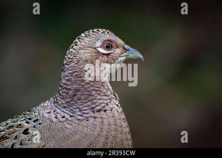 A close up portrait of the head and neck of a female pheasant. There is space for text around the bird against the dark background Stock Photo