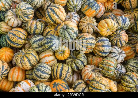 Several chameleon pumpkins in autumn Stock Photo