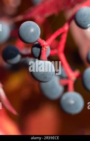 Virginia creeper (close-up) Stock Photo