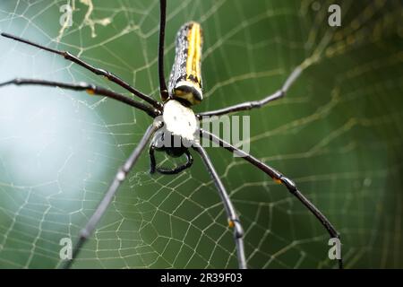 Golden Silk Orb Weaver Spider or Banana Spider or Giant Wood Spider ( Nephila Pilipes) sitting on Cobweb with blurred green jungle background. Stock Photo