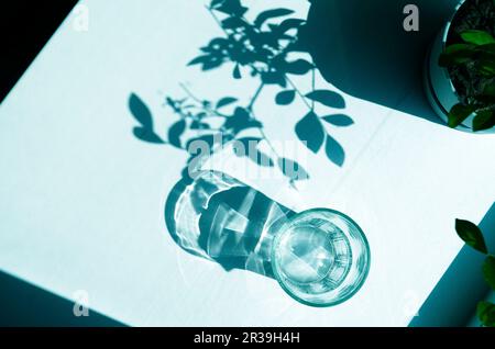 Shadows from an empty glass and leaves. Sharp shadows on a white background. Stock Photo