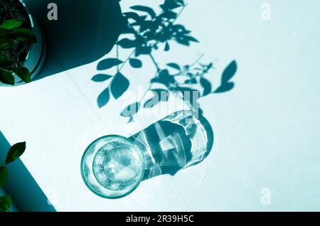 Sharp shadows from an empty glass and plants on a white background Stock Photo