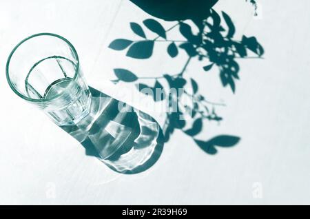 Sharp shadows from an empty glass and plants on a white background Stock Photo