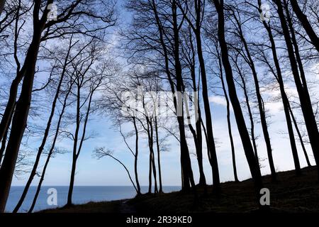 Bald beeches on the island of RÃ¼gen in the backlight Stock Photo