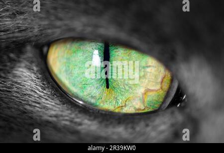 Cats eye with narrow pupil Stock Photo