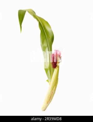 Corn cob with husks FoodCollection Stock Photo - Alamy