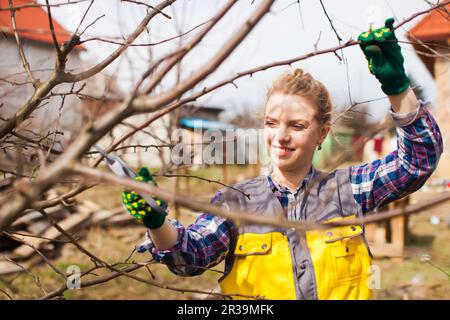 Woman gardener pruning fruit trees with pruning shears. Stock Photo