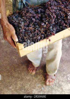 Older man holding a woodbox with organic raisins Stock Photo