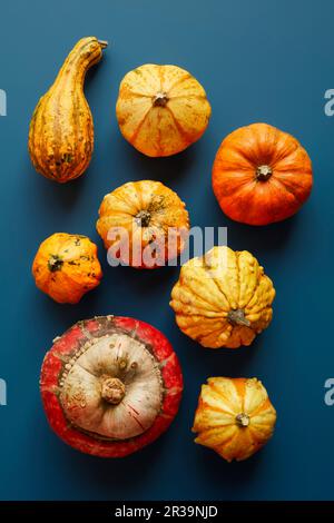 Various pumpkins Stock Photo