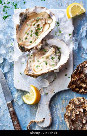 West Mersea oysters with ice, parsley and lemon Stock Photo
