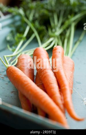 Bunch of carrots on a blue distressed tray Stock Photo