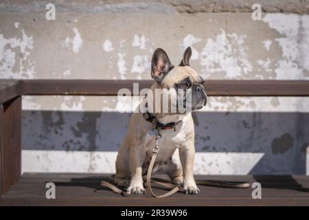 Fawn colored French Bulldog in the garden. Stock Photo