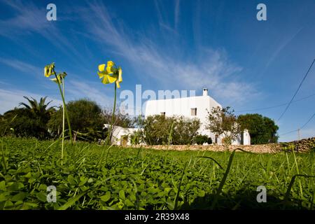 Casa tradicional. San Antonio de Portmany .Ibiza.Balearic islands.Spain. Stock Photo